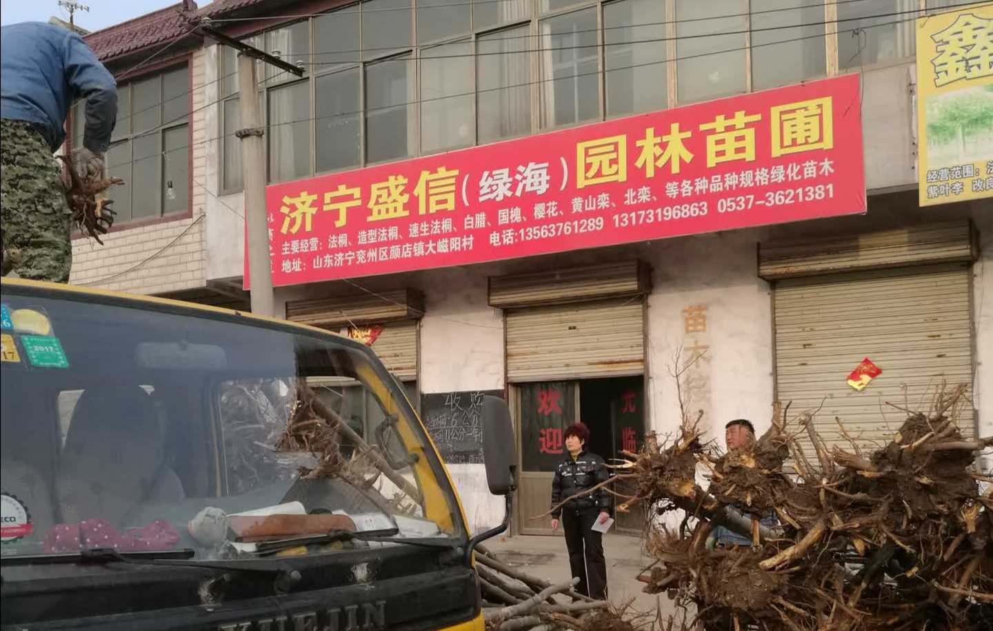 济宁盛信园林苗圃图片