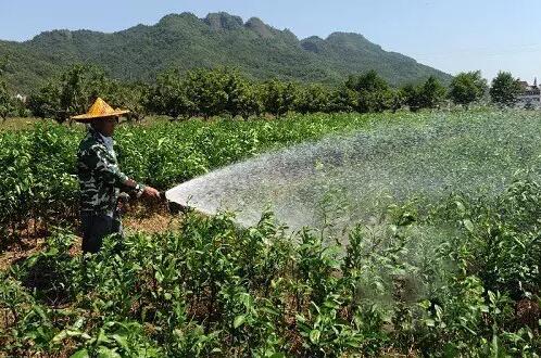 苗木在高温下的正确浇水方式——树木种植后浇水应符合规定，向树冠喷浇水