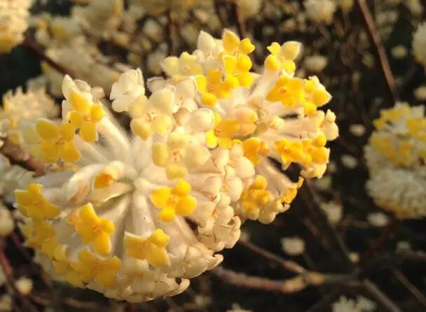园林植物设计知识集锦