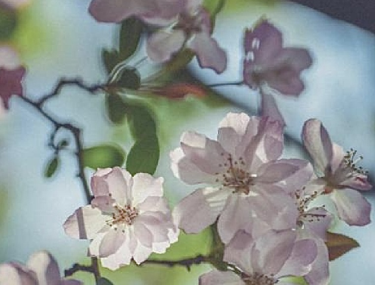 ​【美文赏析】一花一世界