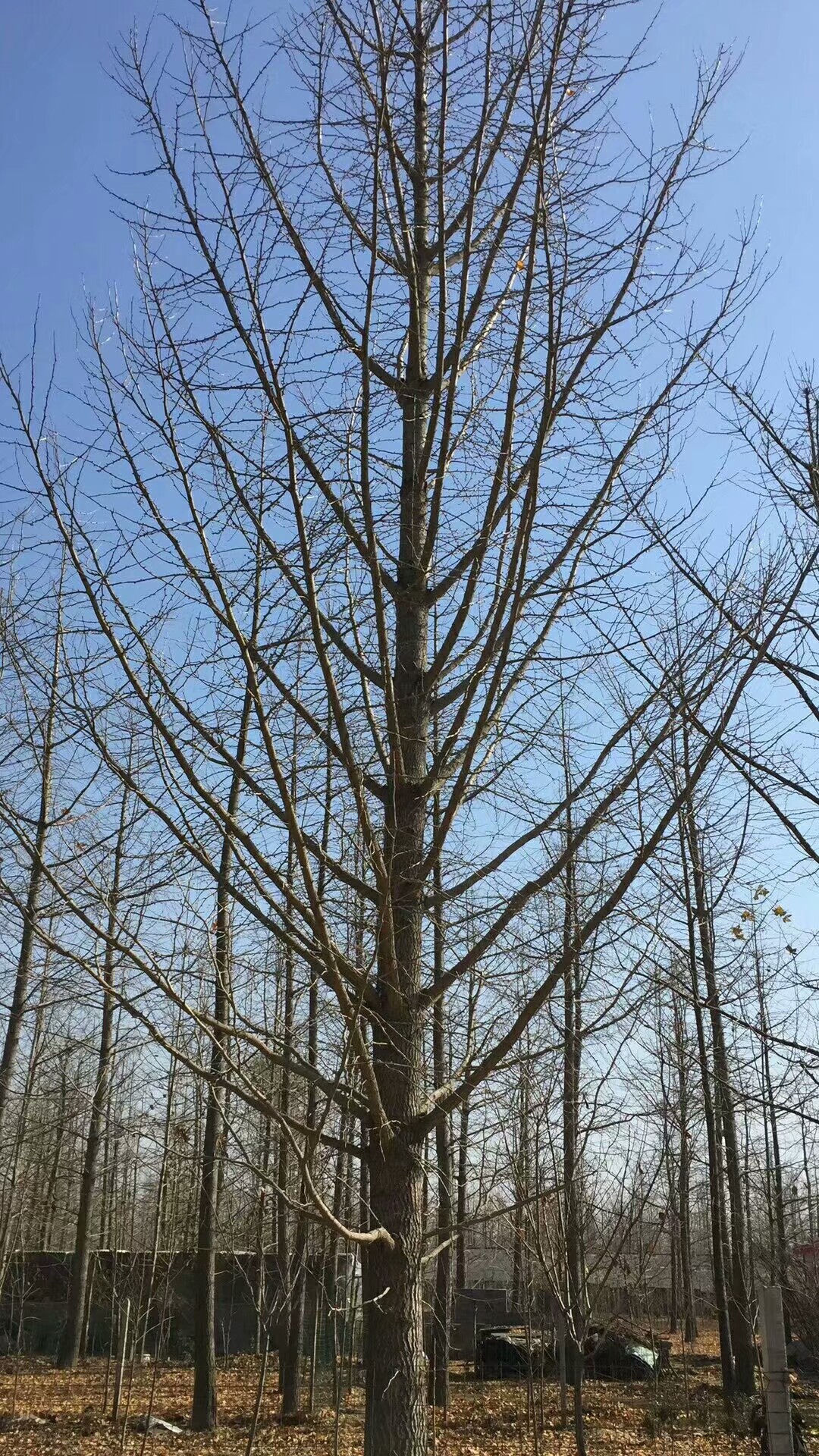 银杏图片