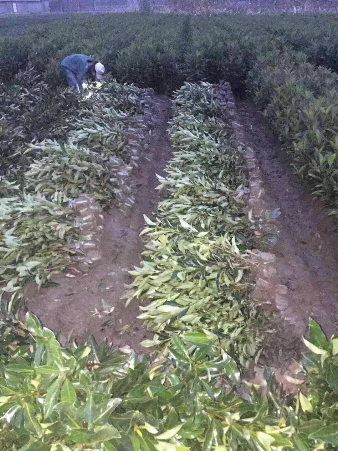 法国冬青图片