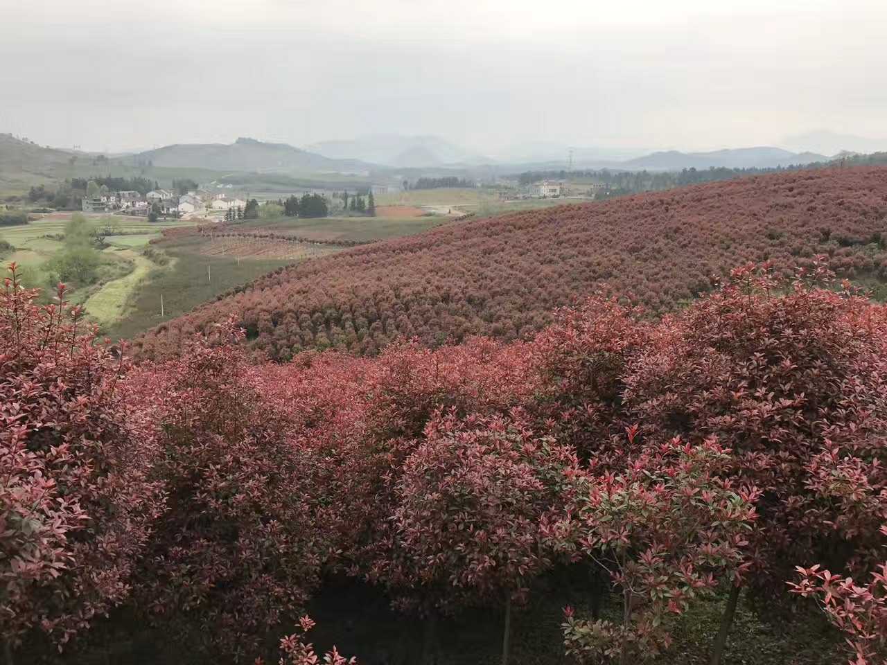 红叶石楠图片