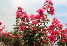 阿波罗紫薇：开大红花的行道树