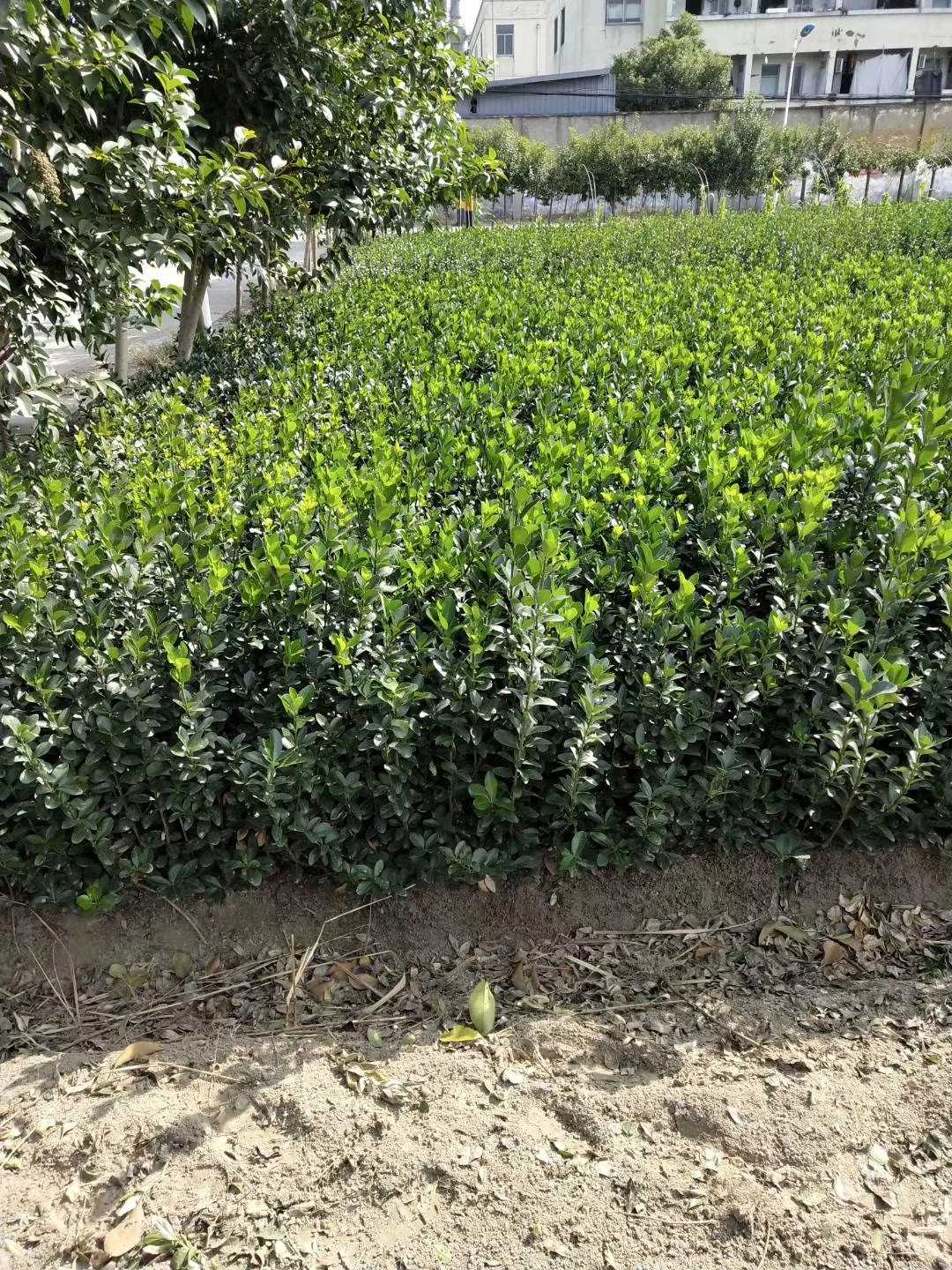 北海道黄杨图片