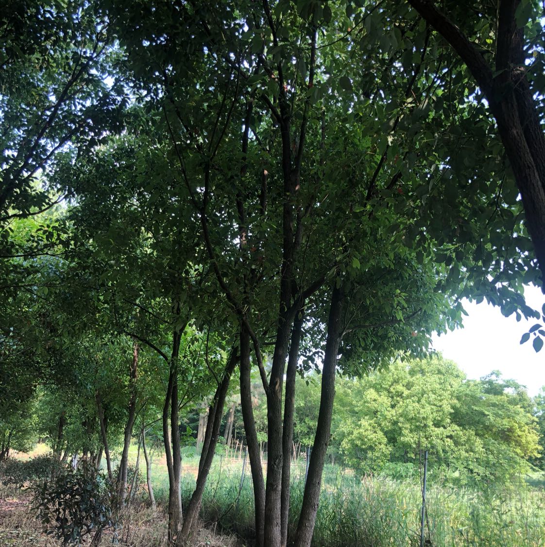 香樟图片