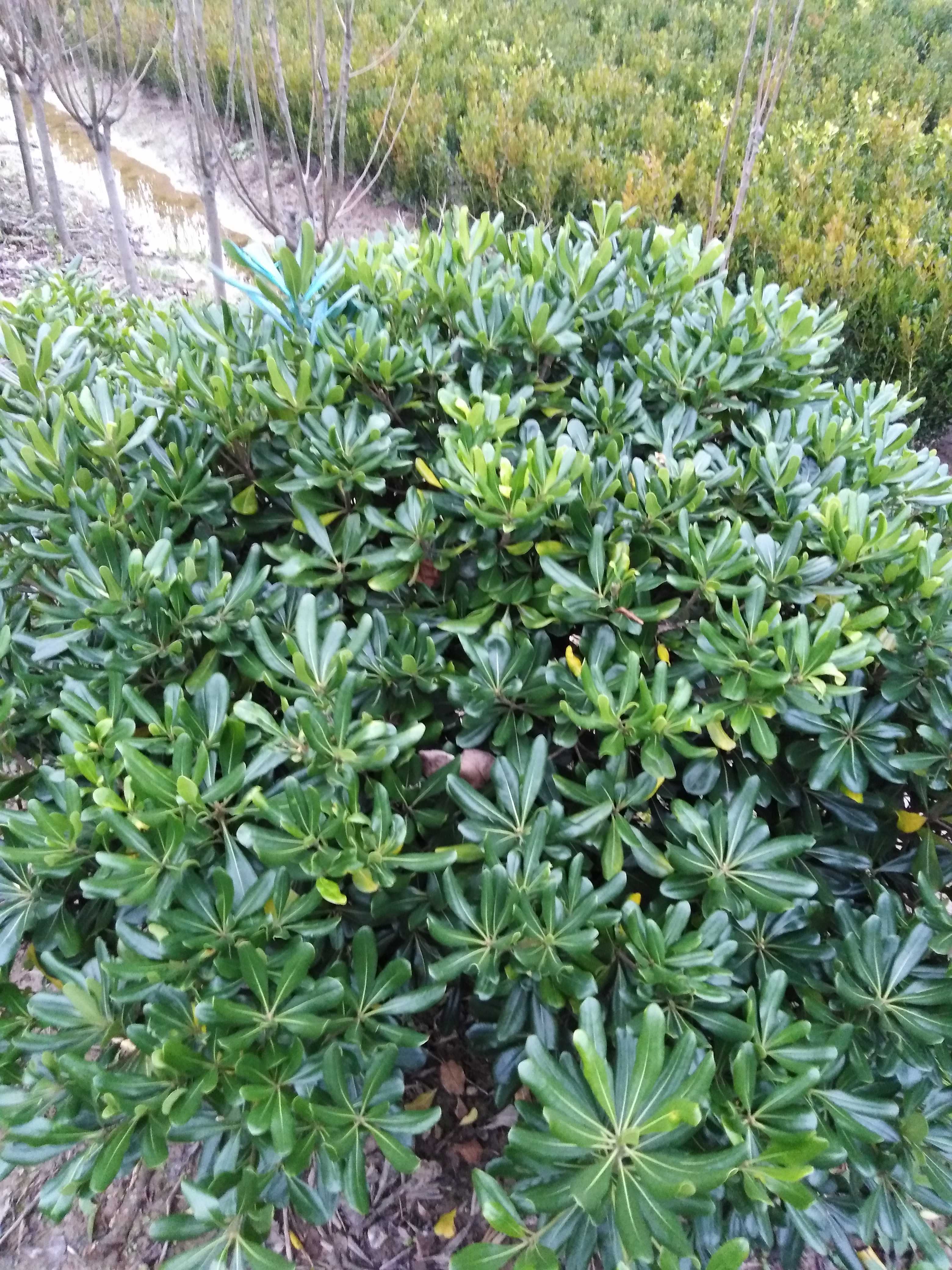 海桐图片