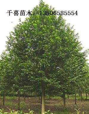金华市金东区千喜苗木场
