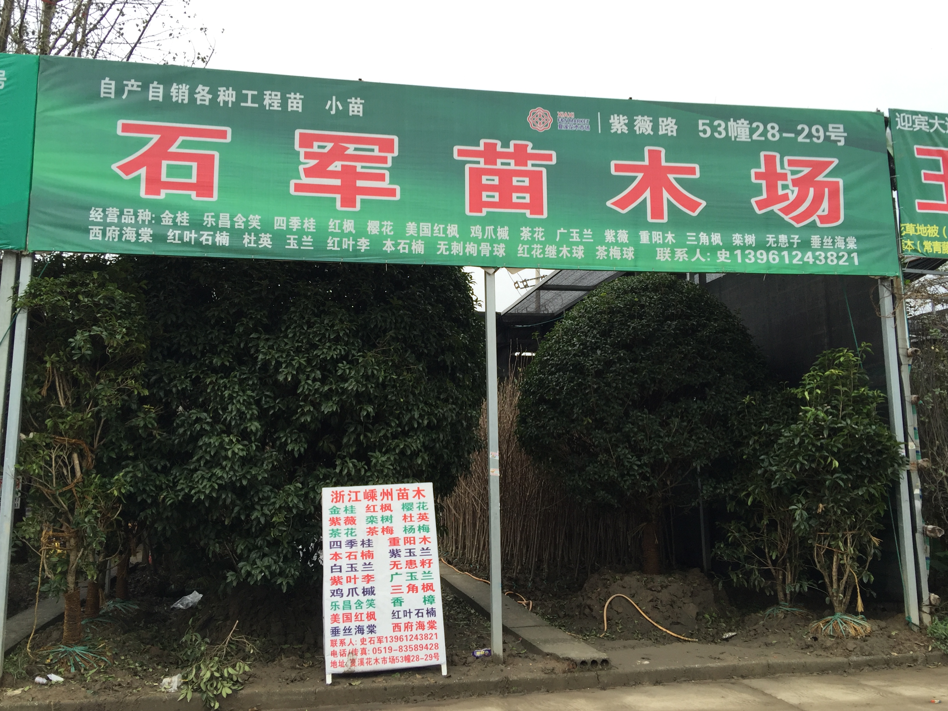 石军苗木场图片
