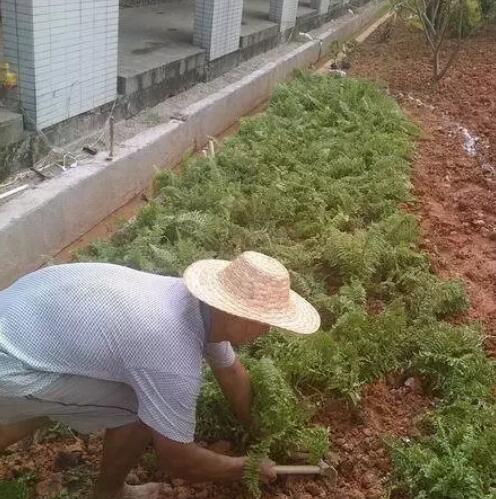 带你解锁绿化种植施工的全套流程，探讨园林建设过程中绿化施工的技术要求！