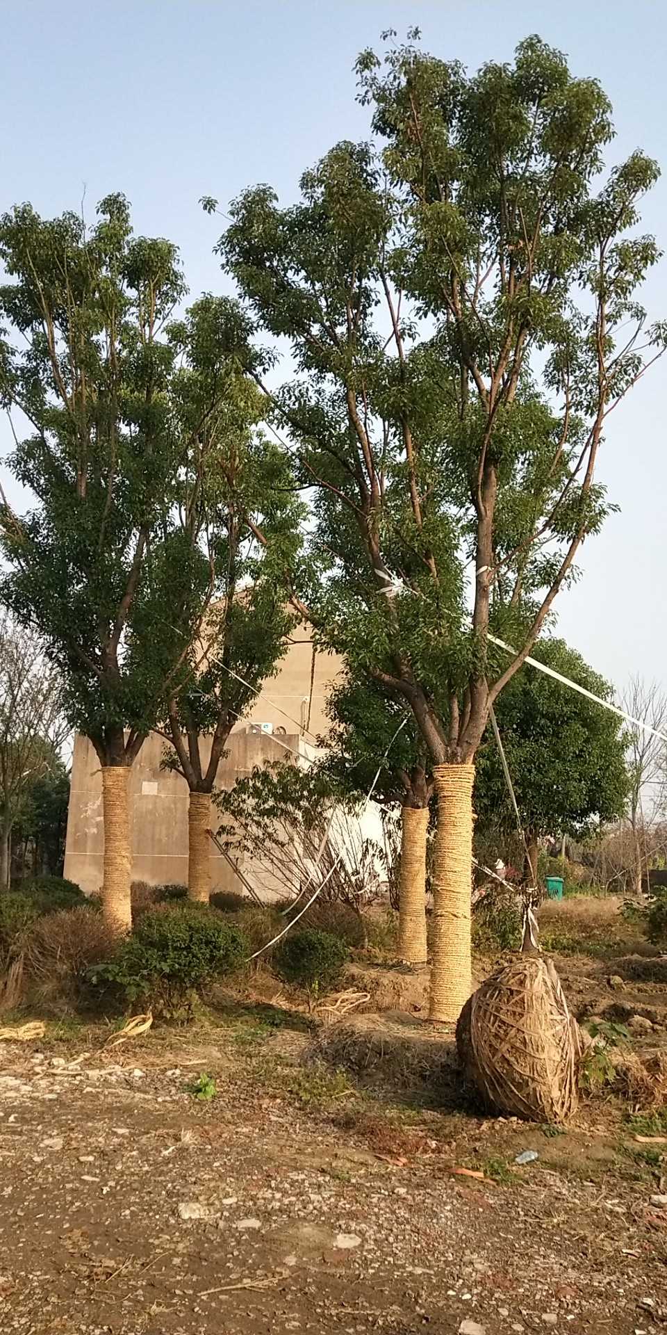 朴树图片