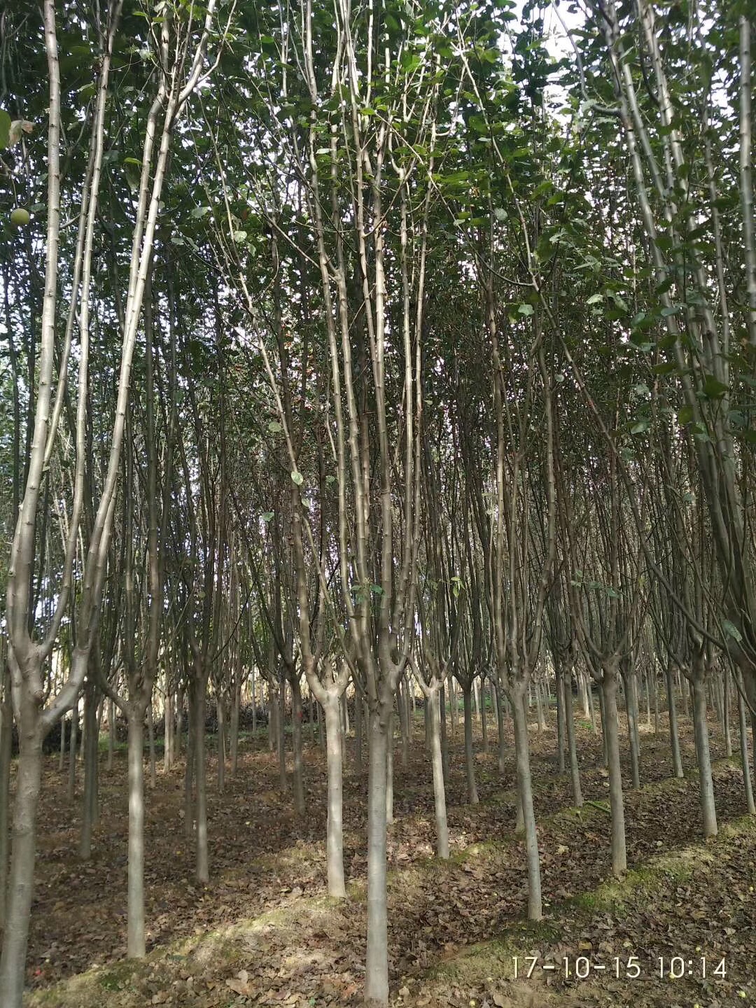 西府海棠图片