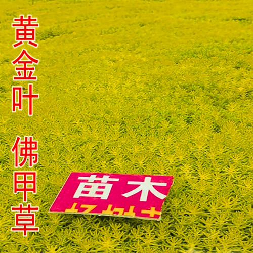 沭阳苏怡花卉园艺场