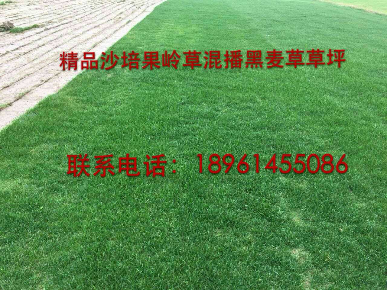 百慕大+黑麦草图片