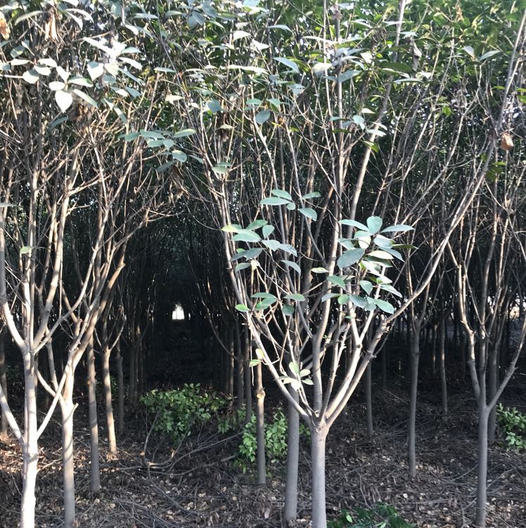 红叶石楠图片