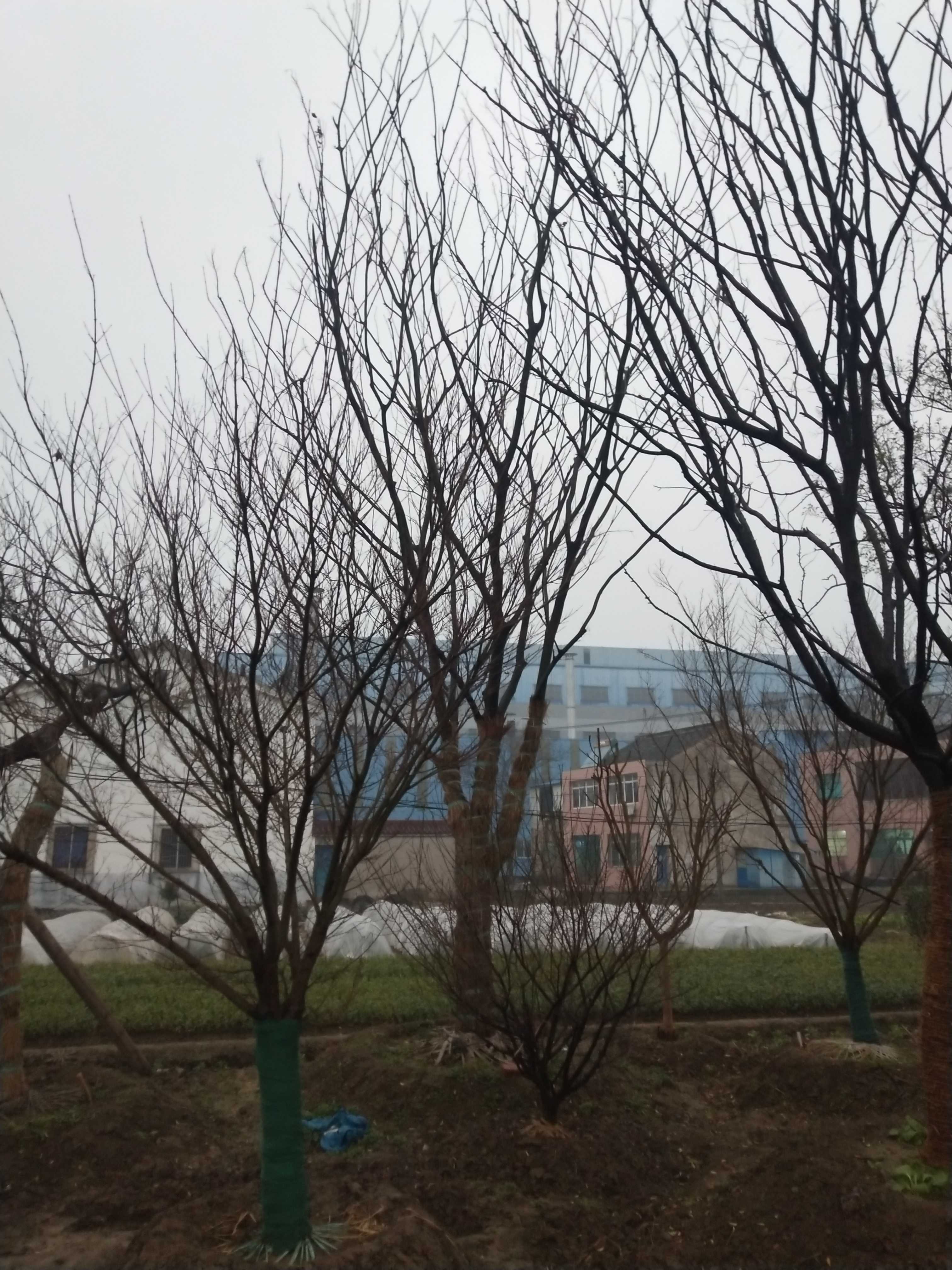 朴树图片