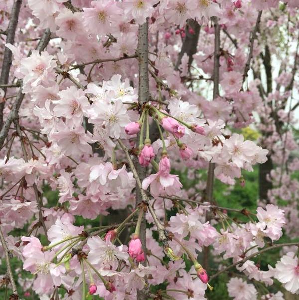 垂枝樱花图片