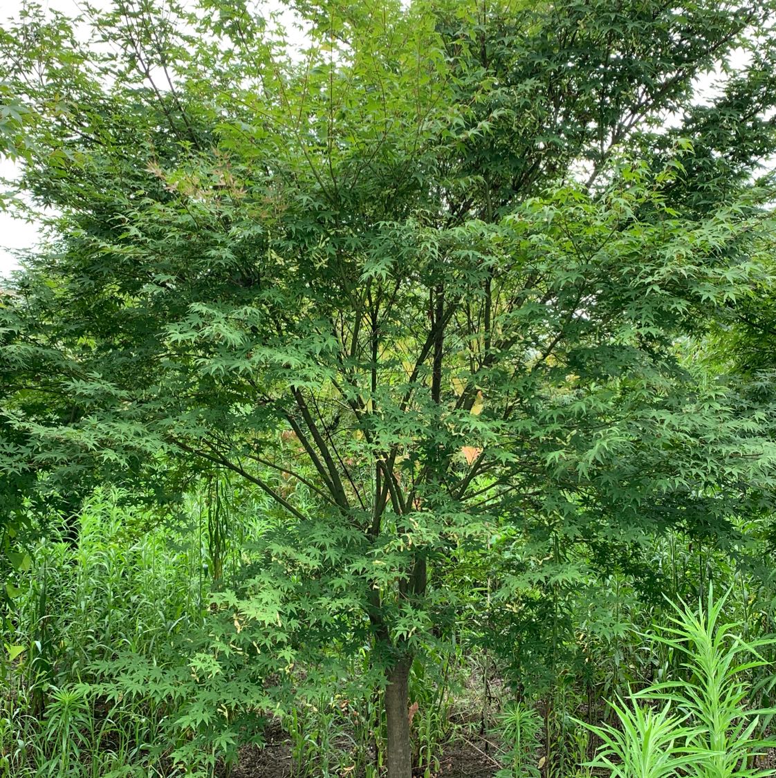 鸡爪槭图片