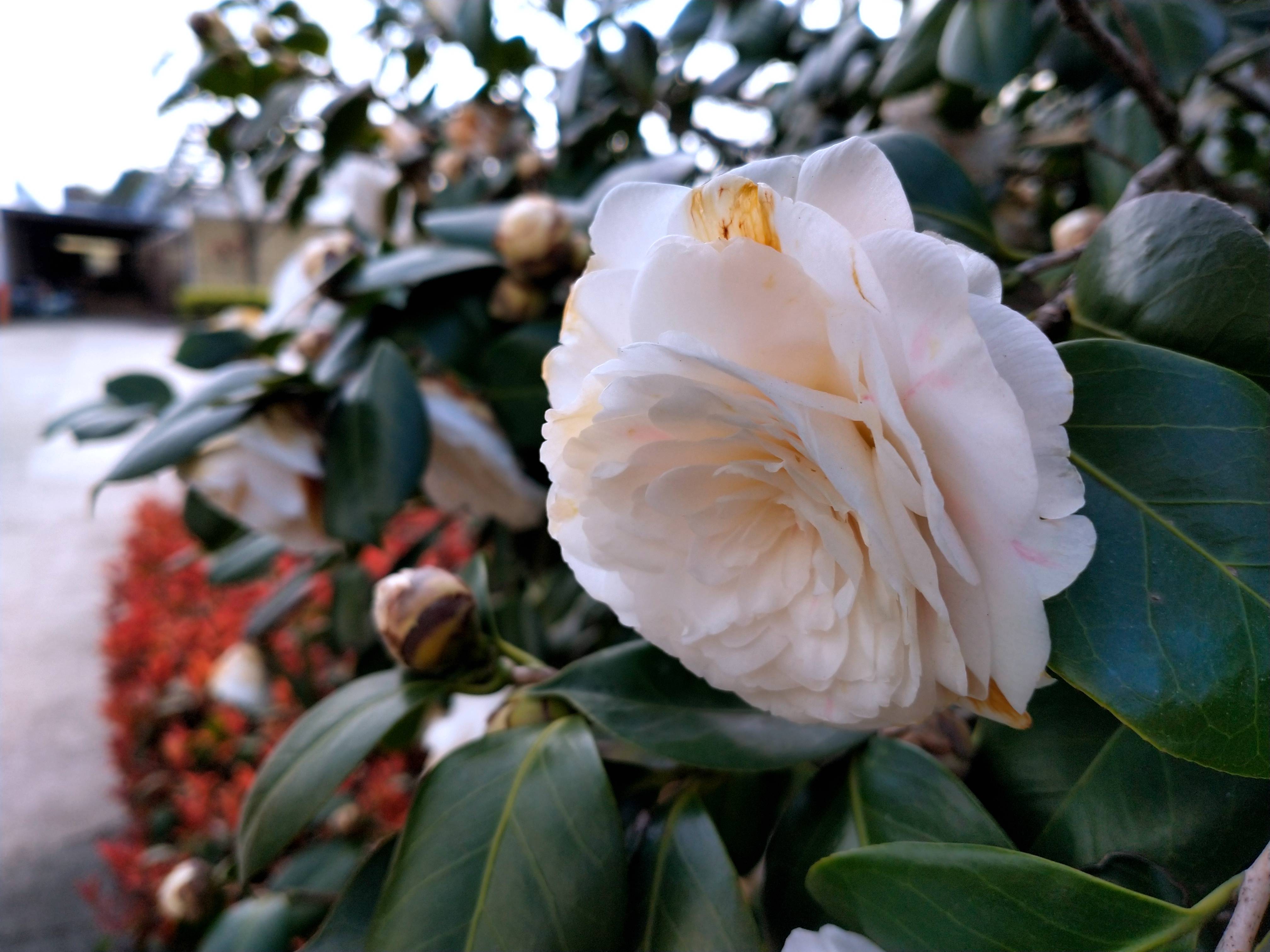 茶花图片