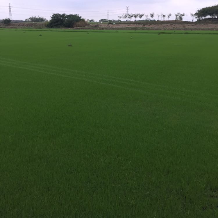 果岭草+黑麦草混播图片