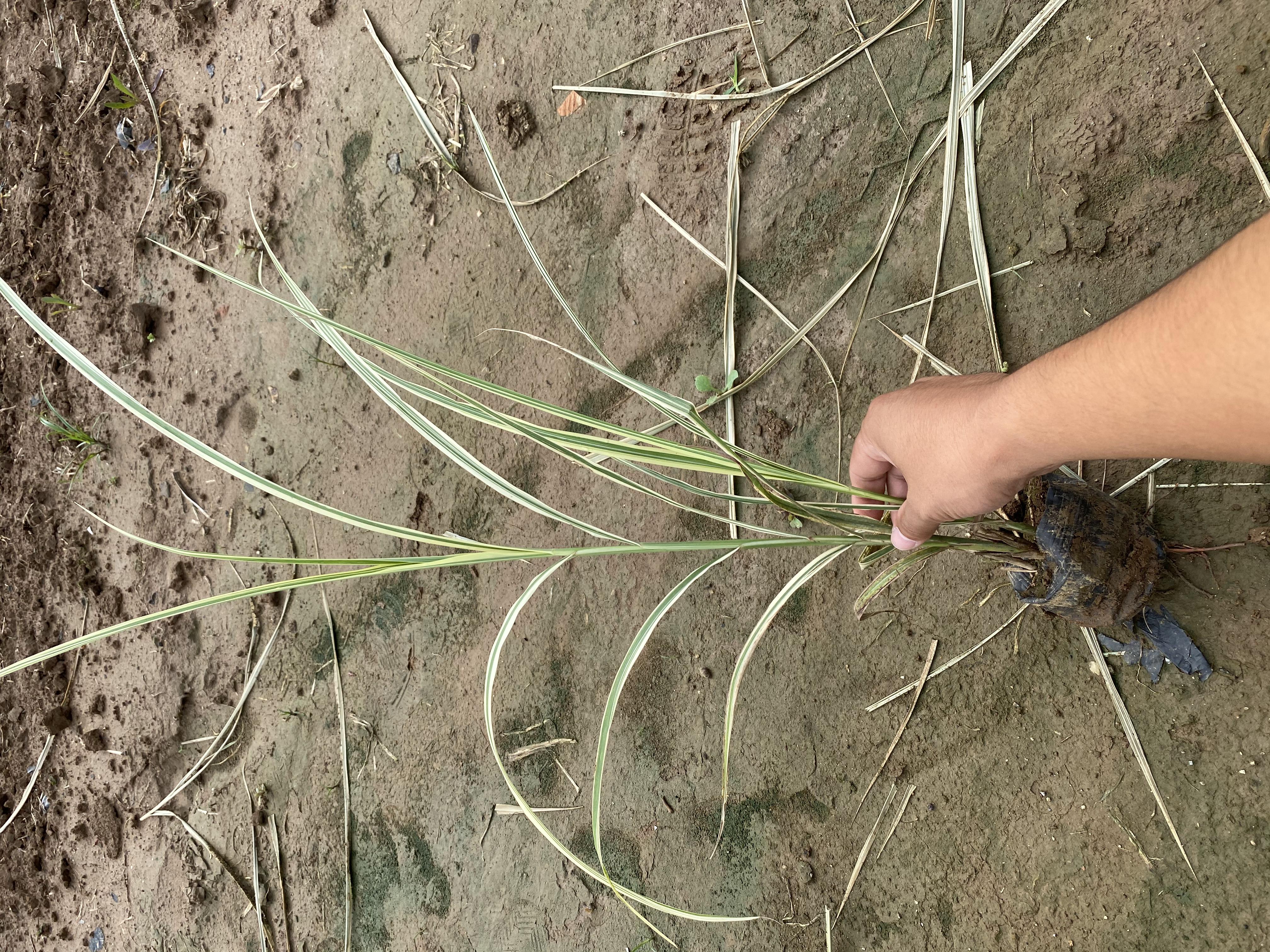 花叶芒图片