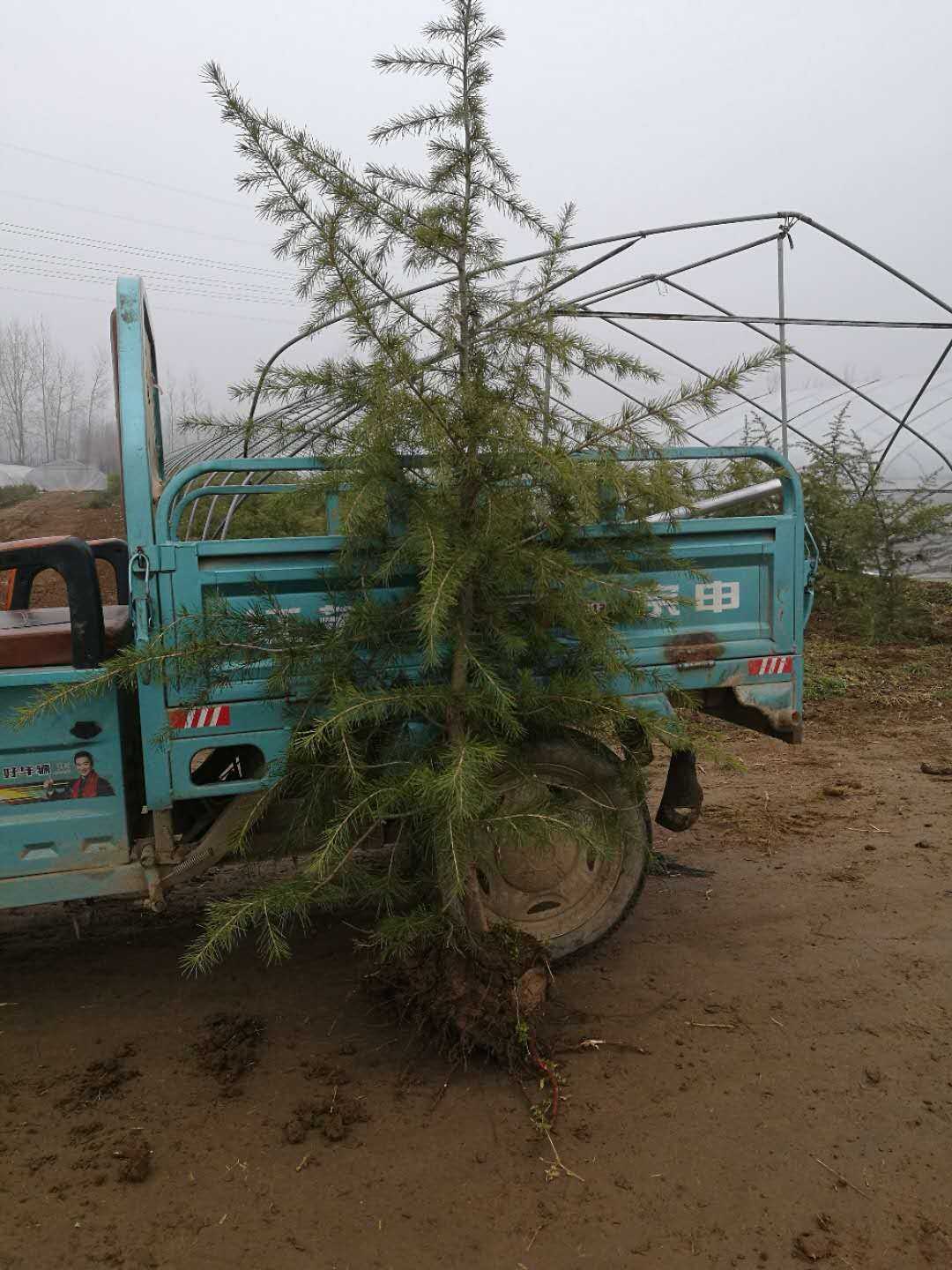 雪松图片