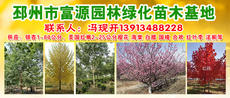 邳州市富源园林绿化苗木基地图片