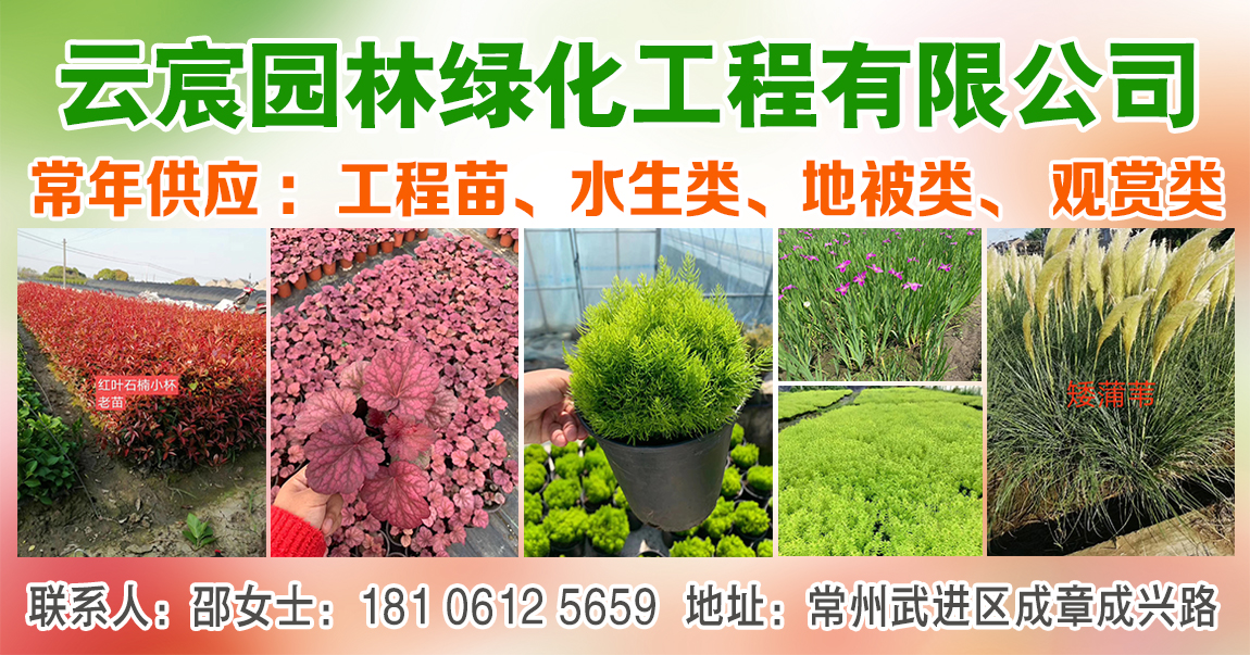 云宸园林绿化工程苗木