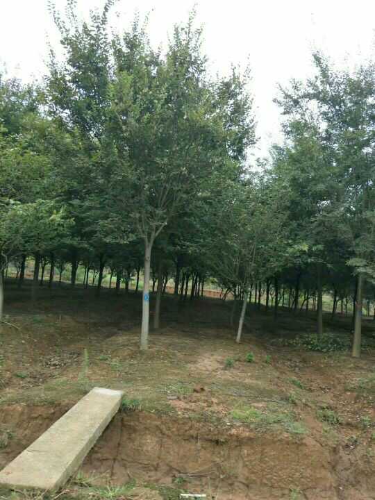根缘苗木基地