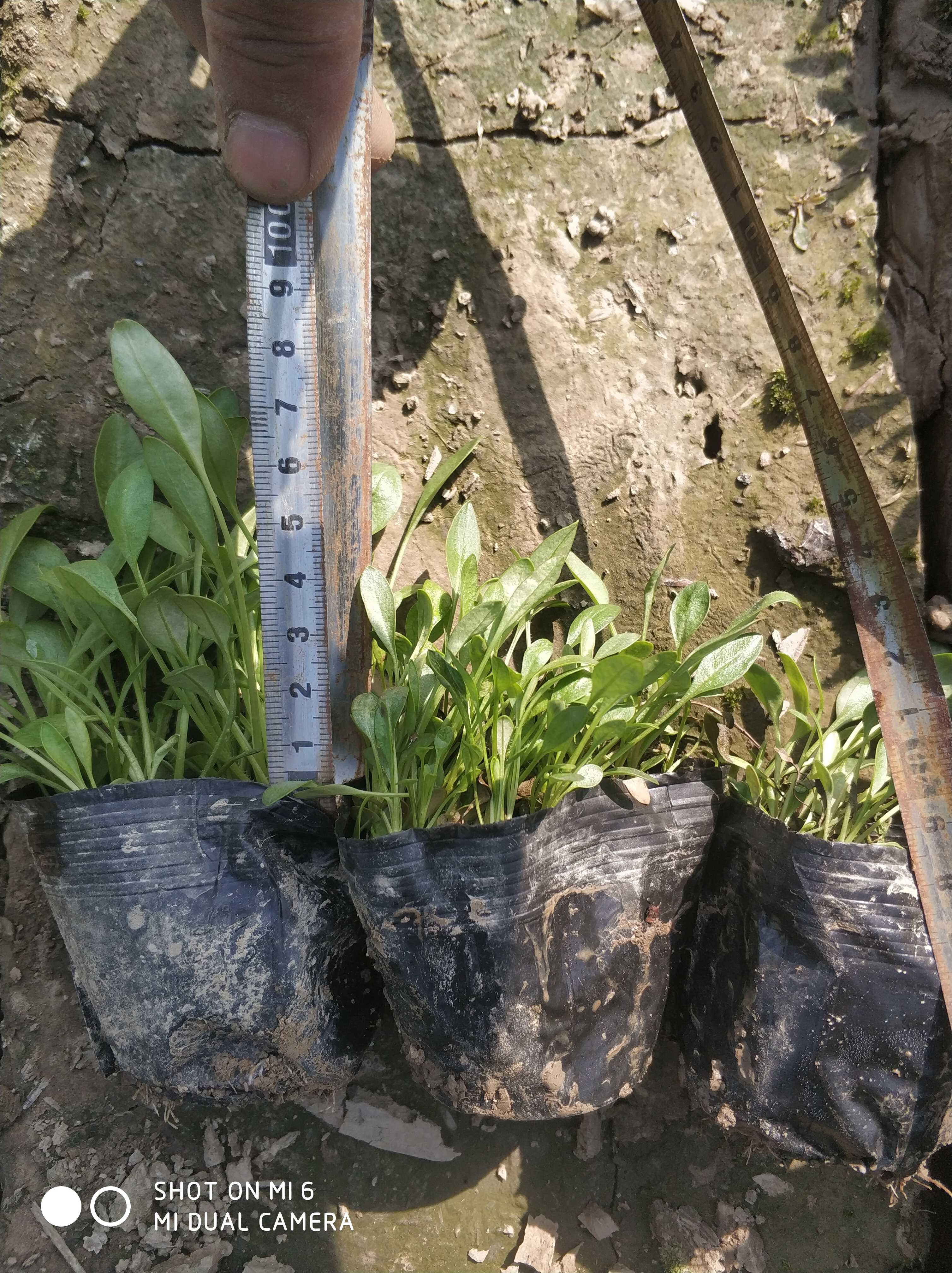 金鸡菊图片