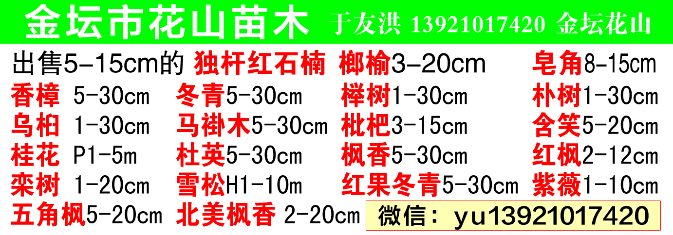 金坛国槐榔榆皂角三／五角枫枫香红果冬青专供