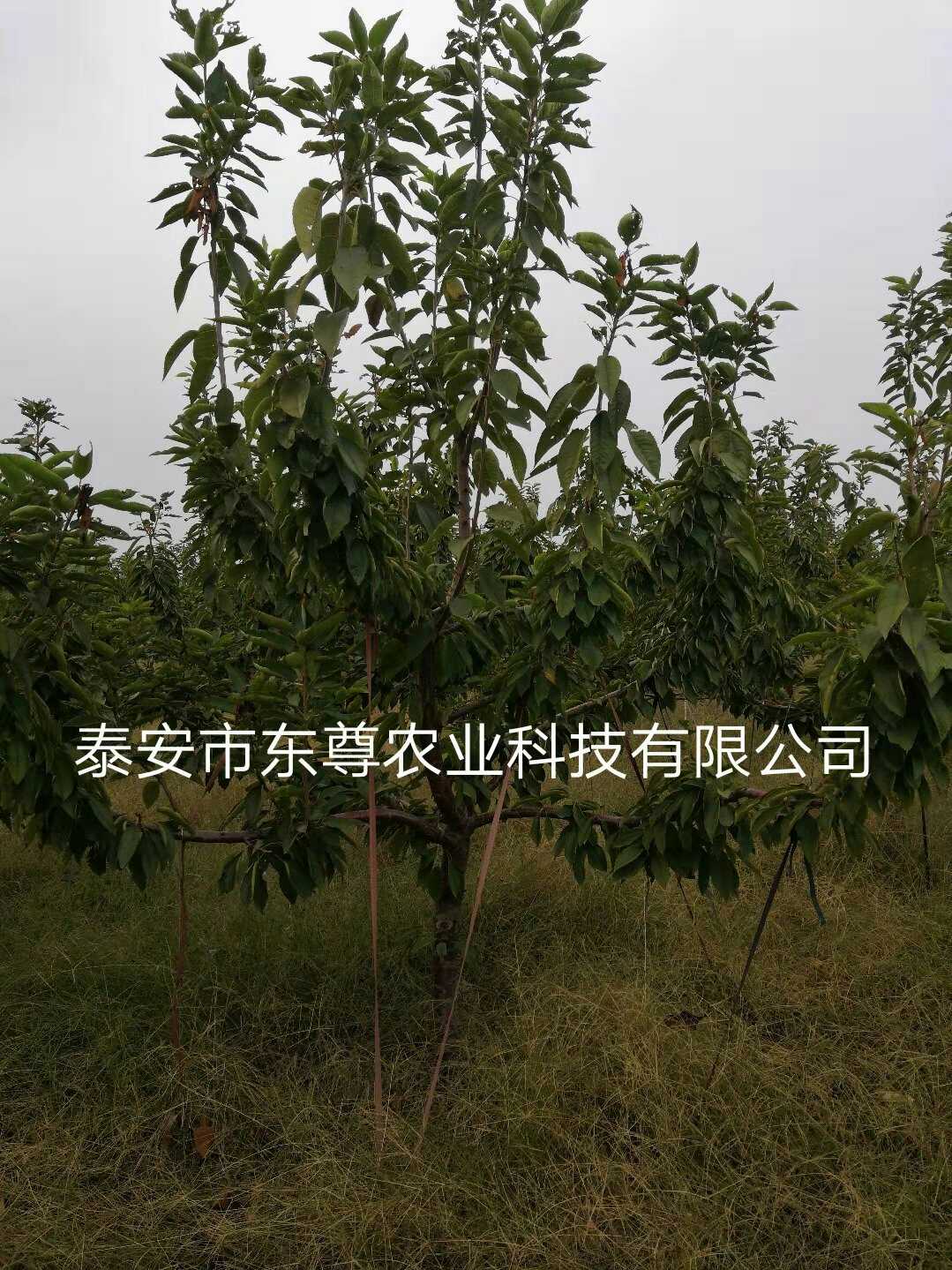 樱桃图片