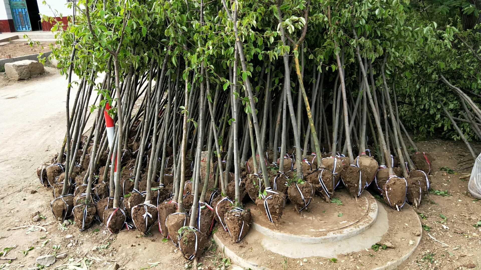 木瓜海棠图片