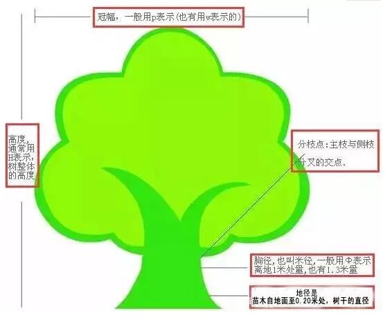 ​苗木的等级决定其价格，苗木的好坏怎样鉴定？这些规格术语必须知道！