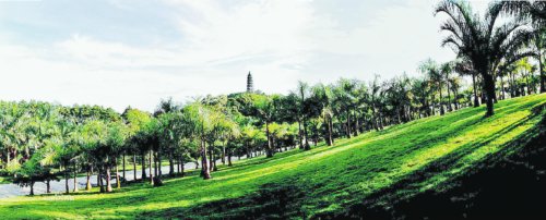 城市园林绿化应充分考虑垂直高度和用苗