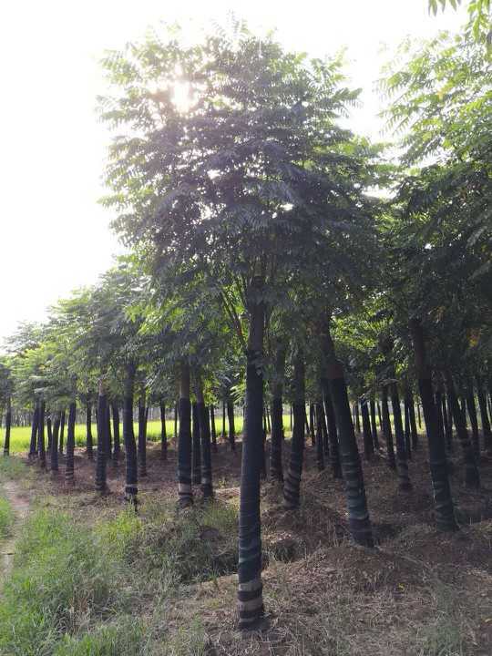 黄山栾树图片