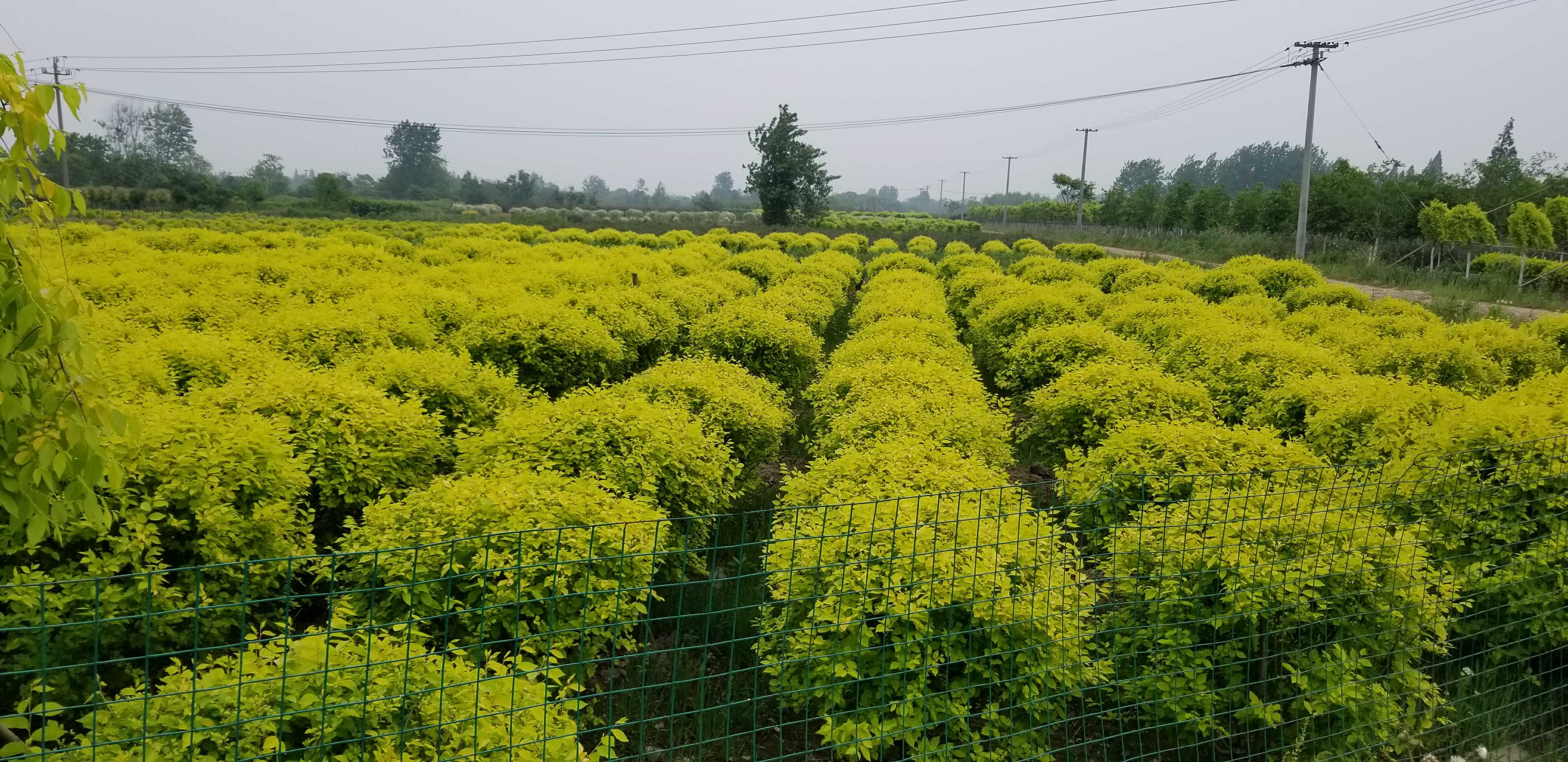 上海花旭图片