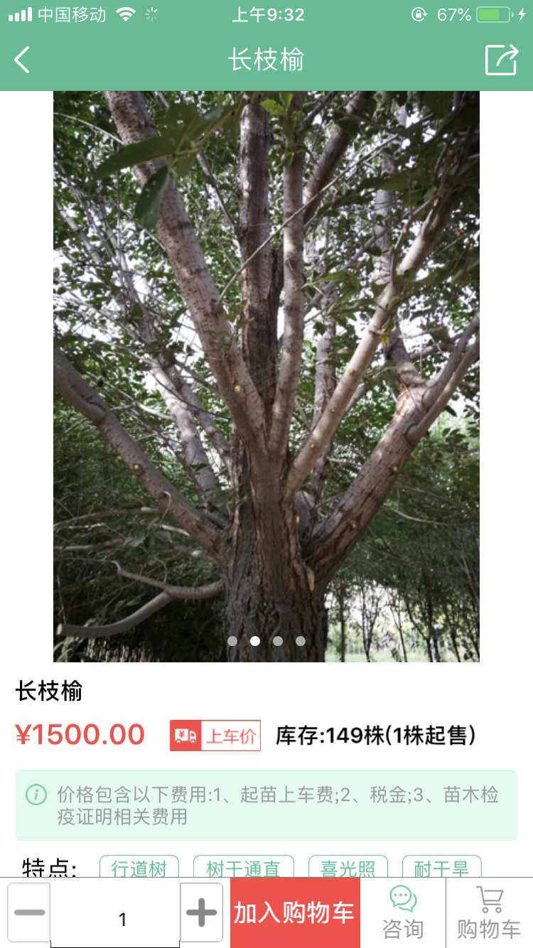 丛生朴树图片