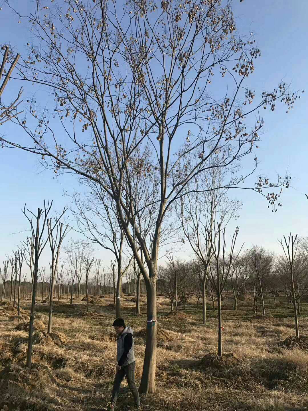 黄山栾树图片