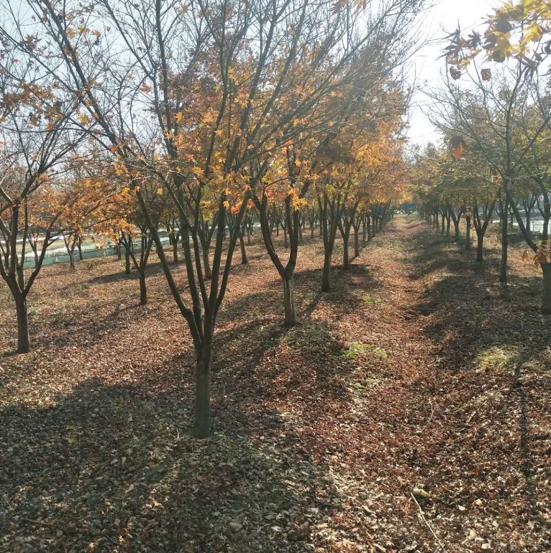 鸡爪槭图片