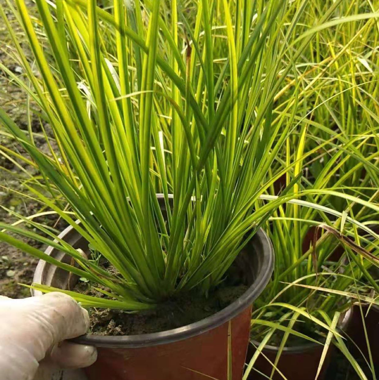 金叶石菖蒲图片
