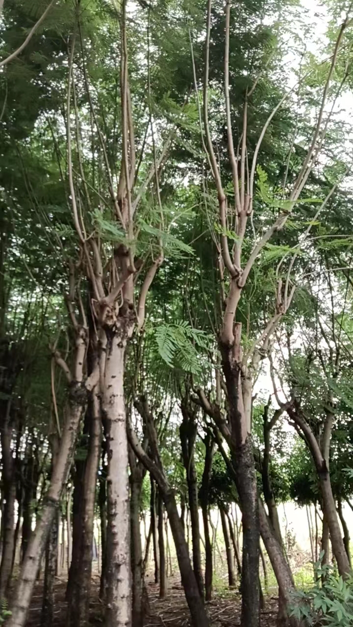 蓝花楹图片