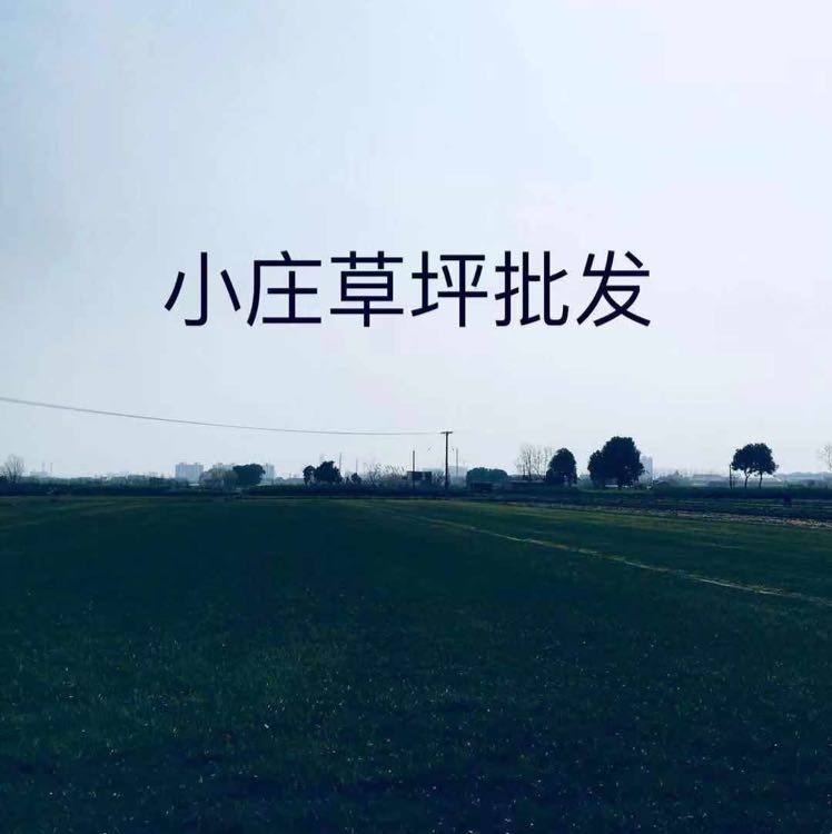 小庄草坪批发