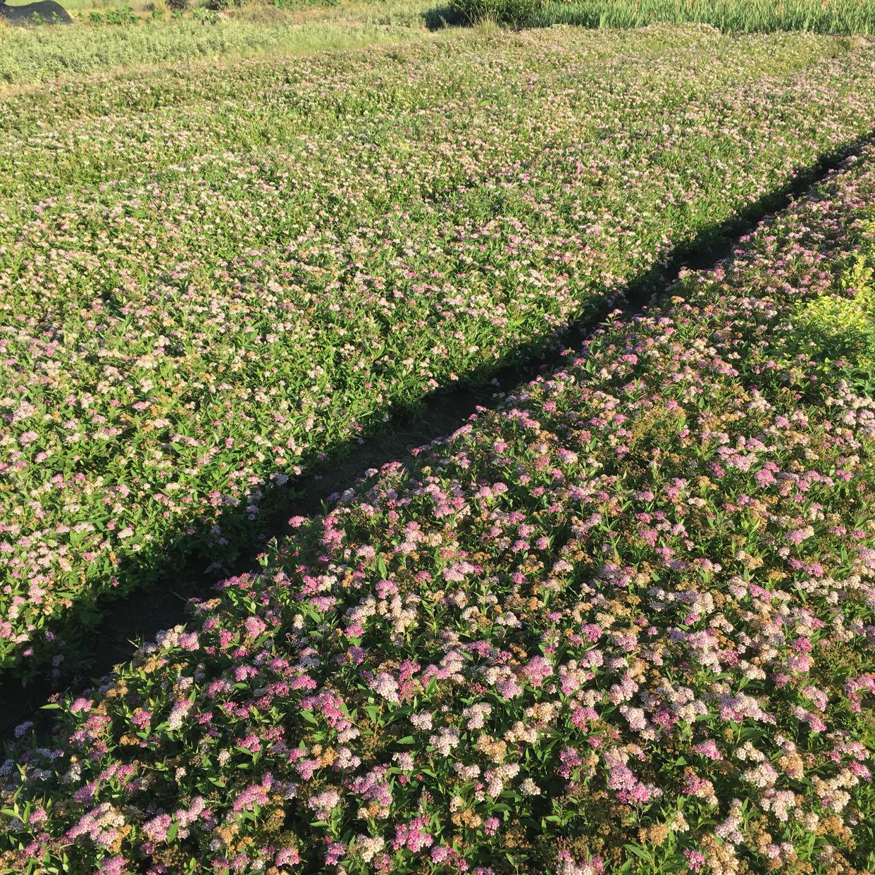 粉花绣线菊图片