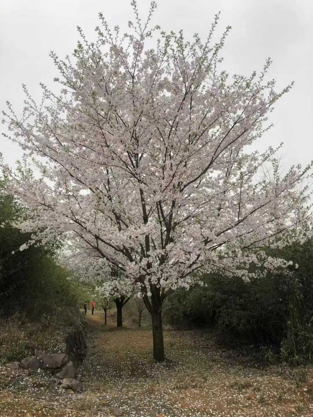 日本樱花（染井吉野樱）图片