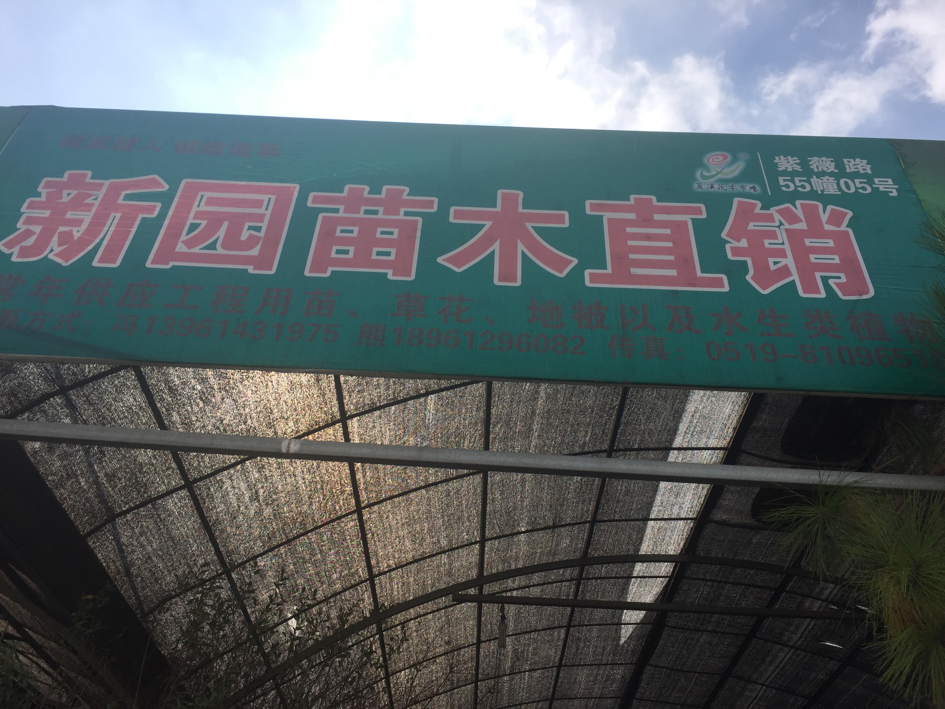 新园苗木直销图片