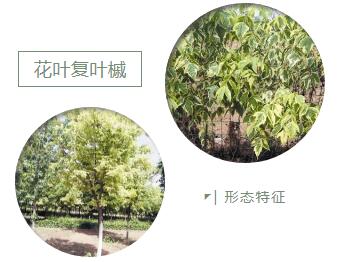 花叶复叶槭，是难得的彩叶变异类观赏植物新品种，其繁殖栽培管理技术值得收藏
