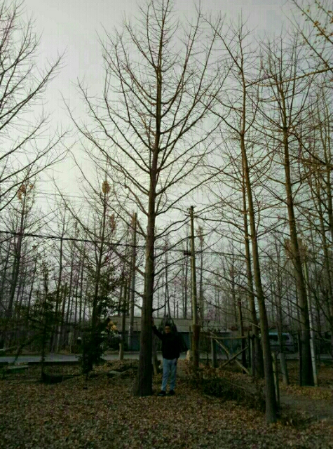 银杏图片