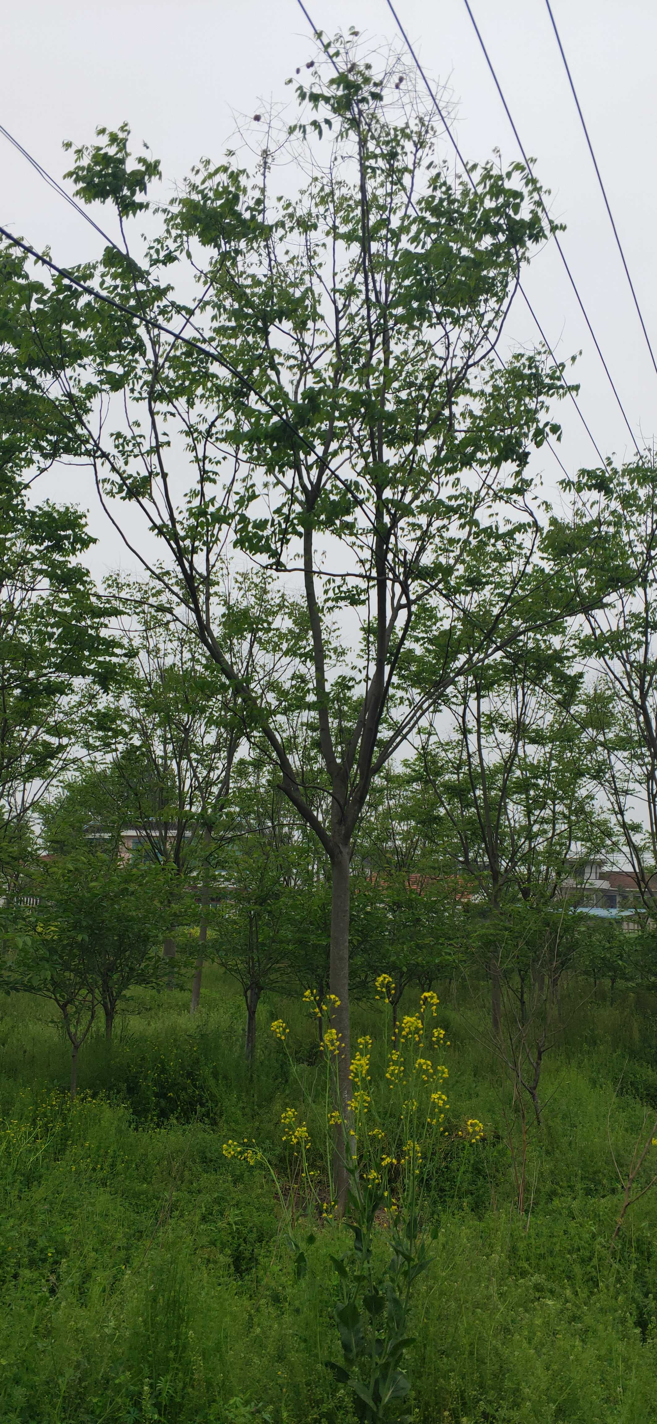 黄山栾树图片