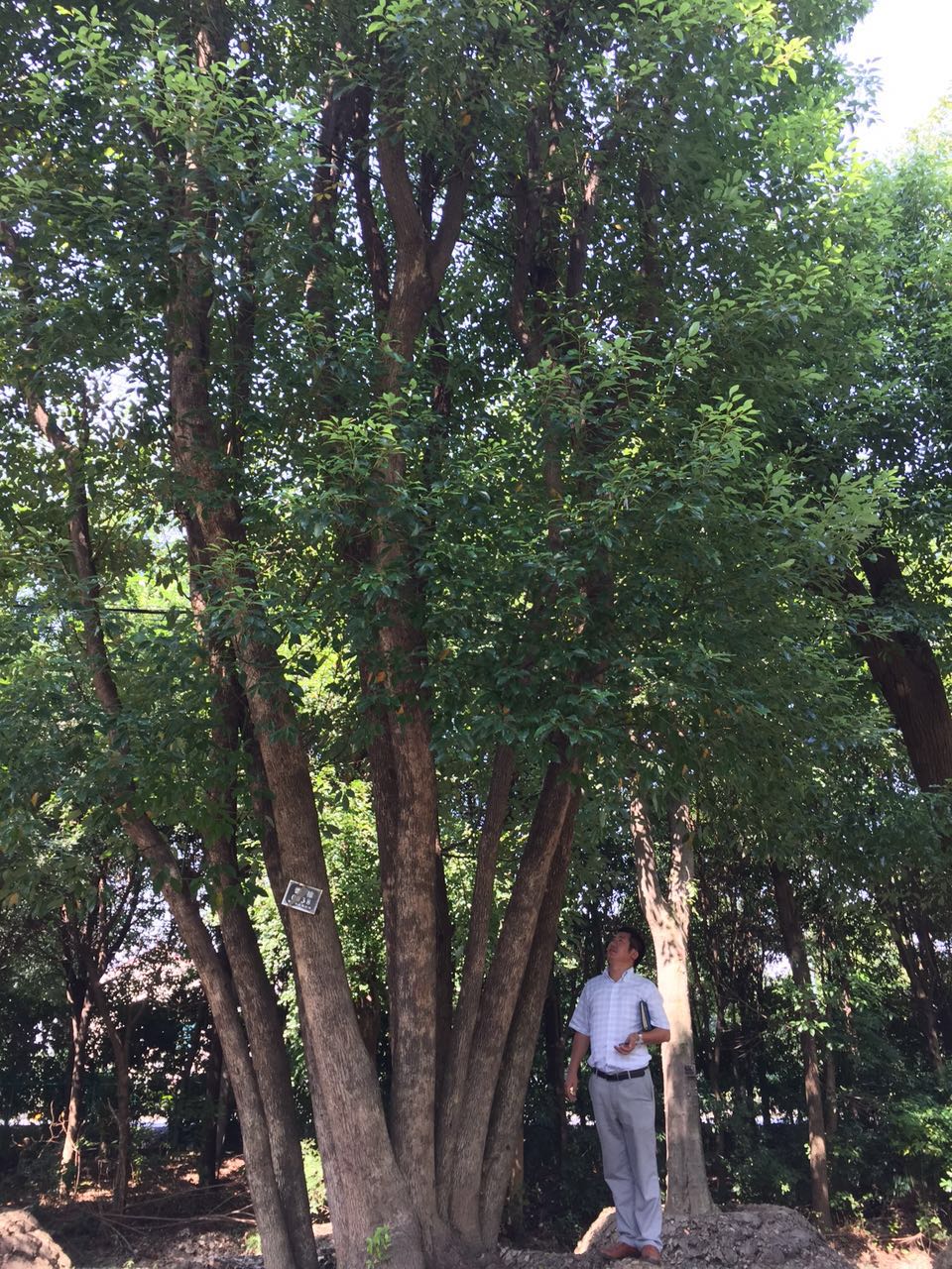 香樟图片